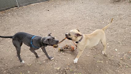 County of Santa Barbara Animal Services