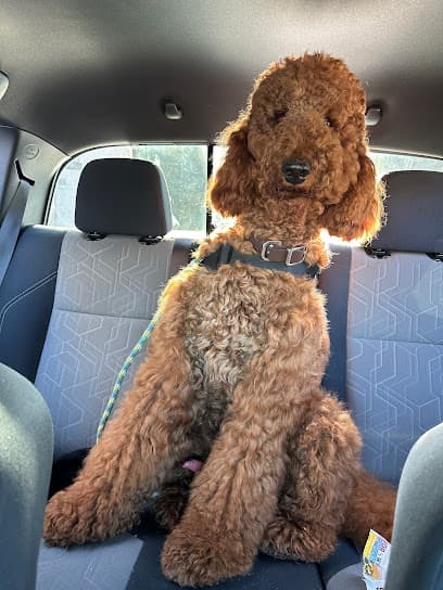 LAASER Los Angeles Animal Specialty, Emergency & Rehabilitation
