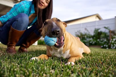 Pasadena Pets Veterinary Hospital