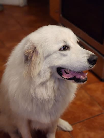 South Bay Veterinary Care ( Veterinary Hospital )