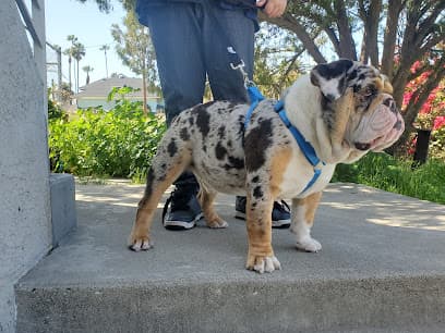 SoCal Animal Hospital