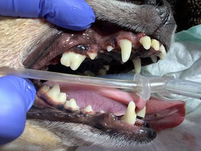 Dog and Cat Dental Care: Maroa Track Pet Hospital