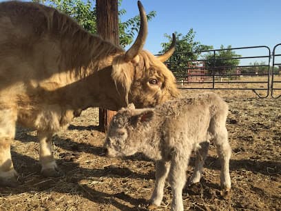 Central Valley Equine