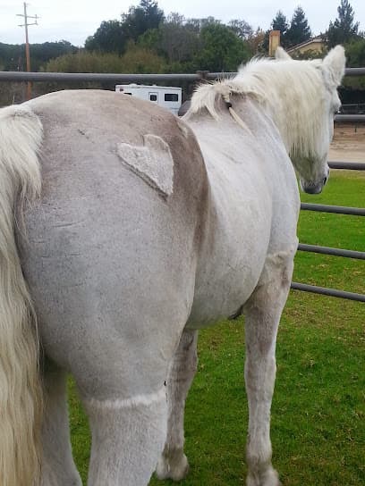 Steinbeck Peninsula Equine Clinics