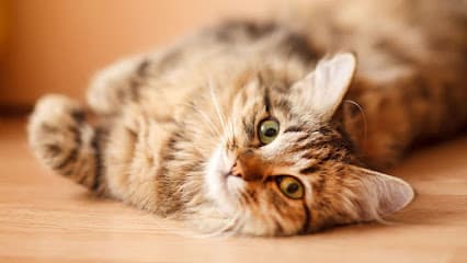 Woodland Hills Pet Clinic