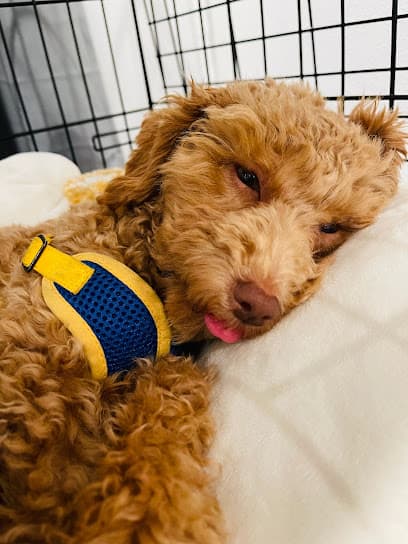 Emeryville Vet Hospital