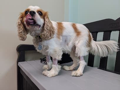 Indy’s Place Pet Hospital