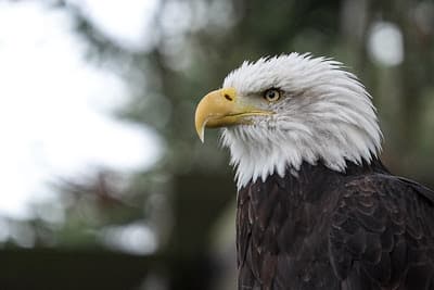 Eagle Glen Veterinary Clinic