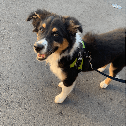 Mill Valley Pet Clinic