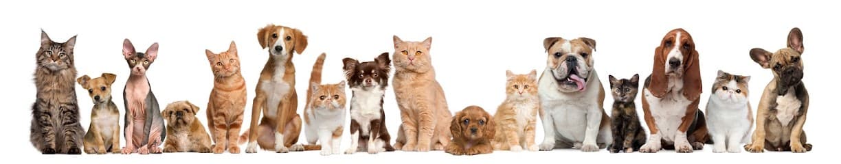 Affordable Animal Hospital Covina