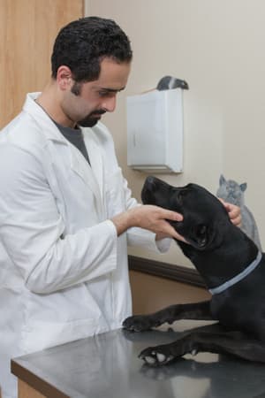 Imperial Highway Animal Clinic
