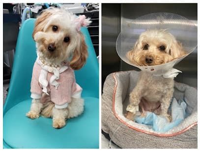 Lenity Vet Specialists + Emergency Care