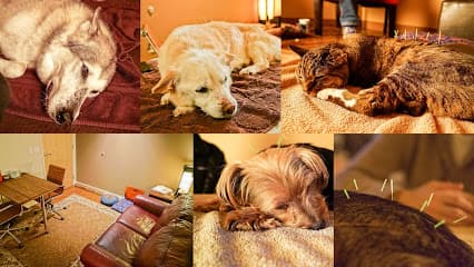 Holistic Animal Clinic